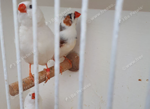 Zebra finches