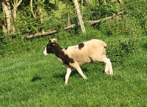 Hoggets rams and wethers last years lambs