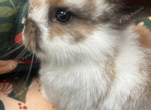 Beautiful mini plush lops