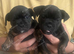 FRENCH BULLDOG/STAFFY CROSS