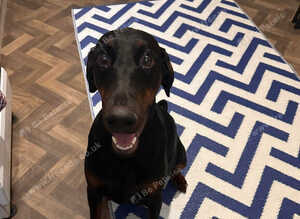 Doberman Female