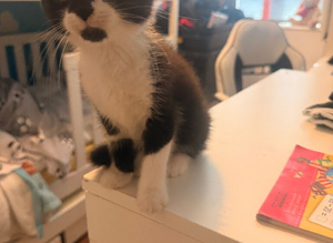 2 Kittens