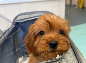 Toy Cavapoo, boy and girl