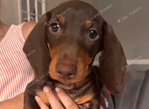 Chocolate &Tan Dachshund Pups