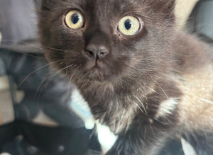 Mixed breed black kittens