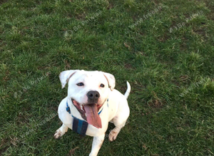 Staffordshire bull terrier for STUD DUTIES
