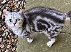 Adult silver tabby girl