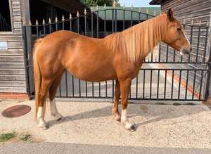 Beautiful 4yo 14hh Mare, Sweet, Safe and Genuine
