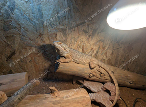 Bearded dragon