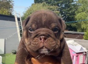 Chocolate English bulldogs