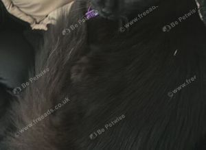 Black dorsal boy