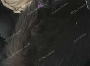 1 male cat
