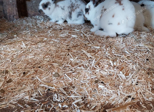 Gorgeous rex x babies