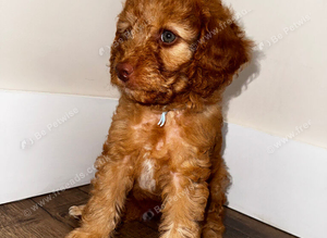 Cavapoo puppies