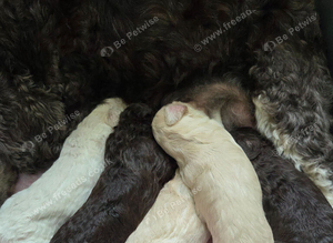 Cockapoo puppies