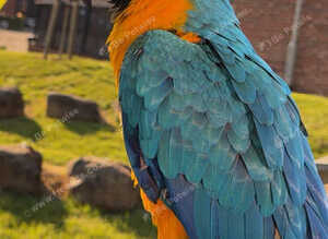 blue and gold macaw parrot