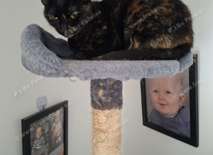 Black and ginger female