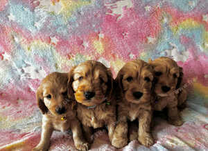 Beautiful Cockapoo puppies (Only little boy left)