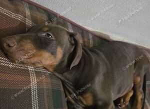 Beautiful Brown/Tan (Chocolate/Tan) Dobermann puppy