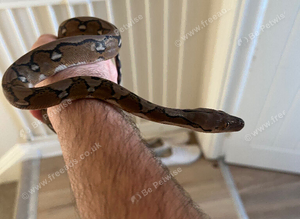 Reticulated Python For sale