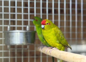 Kakaraki parrot