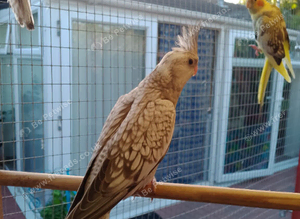 Baby cocketiels