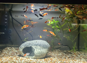 Koi Swordfish and Lyretail Mollies