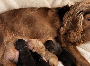 Show Type Cocker Spaniel