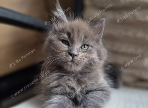 Last one Pedigree Solid Blue Maine Coon