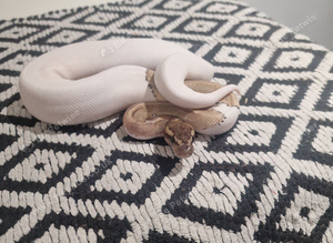 ball pythons