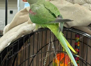 9 month old alexandrine and cage