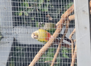Breeding pair