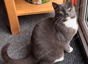 Very Affectionate Grey and White male cat