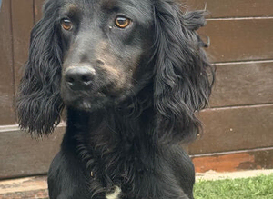 Cocker spaniel boy