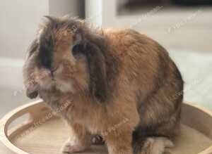 Lionhead Male Rabbit with cage