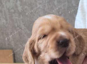 KC REGISTERED WORKING COCKER SPANIEL PUPPIES