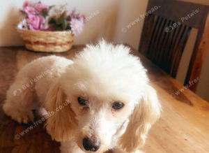 little male for sale