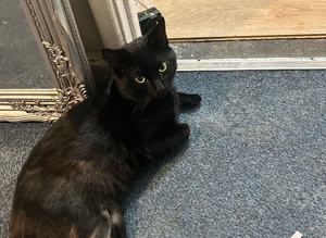 Two black moggies