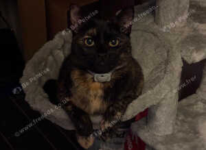 Four beautiful kittens looking for their forever loving homes