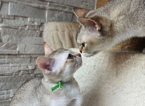 Stunning singapura kittens