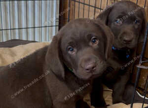 Labrador puppies