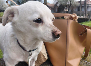 KARA &ndash; A Tiny Girl with an Enormous Heart
