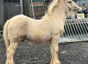 Palomino colt foal to make 14.2:3