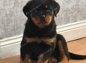 female rottie