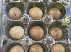 Button & Coturnix Quail eggs