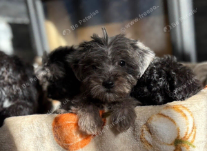 Beautiful Jackapoo puppies