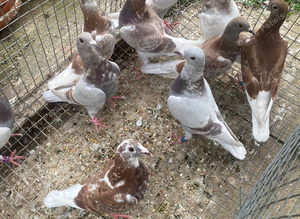 Bricoux pigeons
