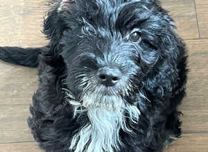 6 month old cockapoo