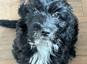 6 month old cockapoo