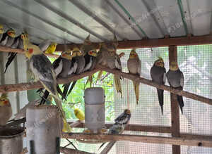 Parrots for sale